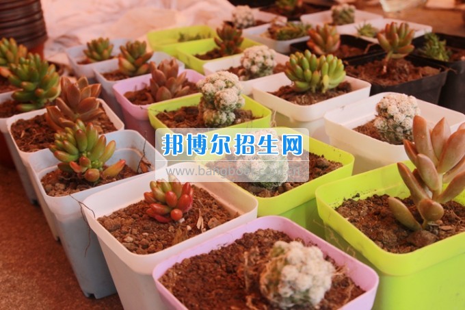 天一學院成功舉辦“第七屆全國大學生綠植免費領(lǐng)養(yǎng)”校園公益活動